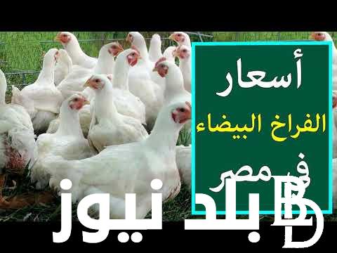 اسعار بورصة الدواجن اليوم الفراخ البيضاء الاربعاء الموافق 2024/9/25 للمستهلكين في المحلات التجارية