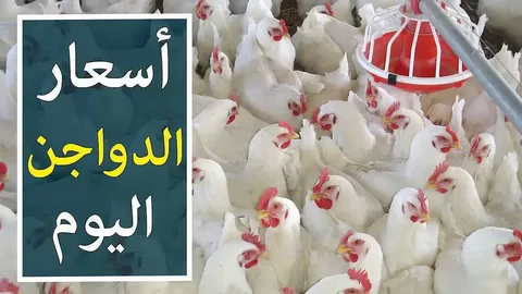 اسعار بورصة الدواجن اليوم الفراخ البيضاء الاحد الموافق 2024/9/22 للمستهلك ف المحال التجارية
