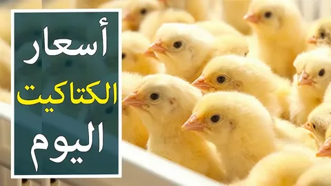 “البلدي والروزى والساسو ” سعر الكتاكيت البيضاء اليوم الاحد الموافق 2024/9/22 للمستهلك في المحال التجارية