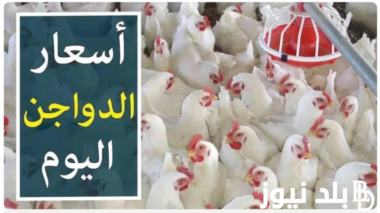 بورصة الدواجن اليوم الفراخ البيضاء | أسعار الفراخ البيضاء اليوم الثلاثاء 9 سبتمبر 2024 للمستهلك في الاسواق