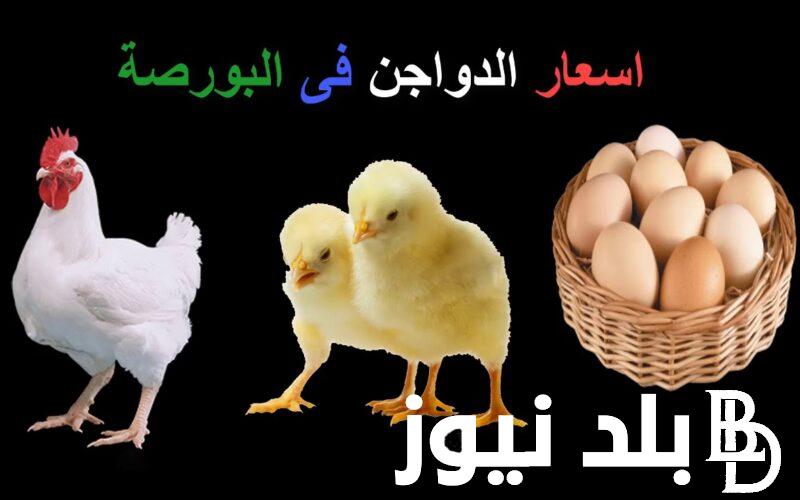 بورصة الدواجن اسعار الدواجن اليوم الخميس 12/9/2024 للمستهلك في الأسواق المحلية