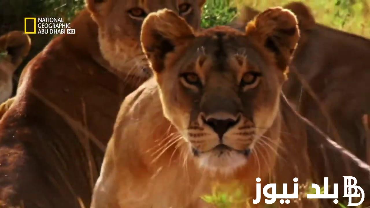 “نزلها ولف العالم” تردد قناه ناشيونال جيوغرافيك على النايل سات والعرب سات وبرامج قناة ناشيونال جيوغرافيك