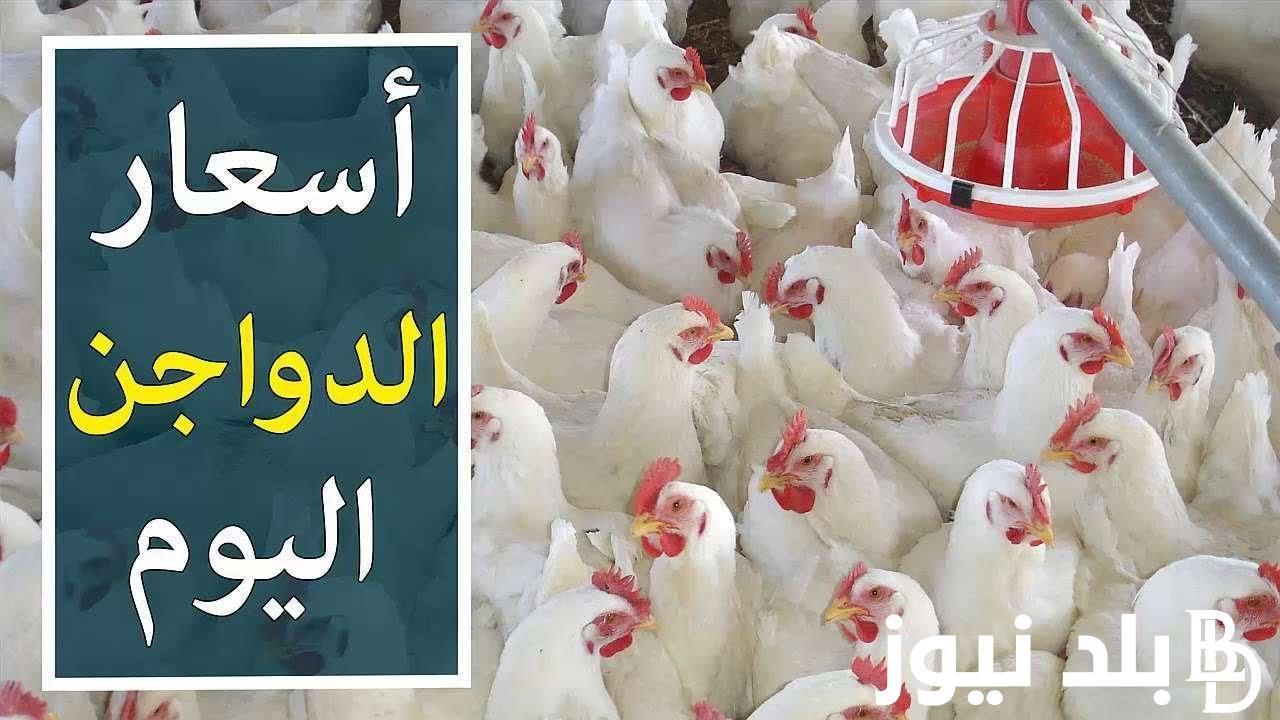 الكيلو بكام النهاردة؟.. بورصة الدواجن اليوم الفراخ البيضاء الأربعاء 18 سبتمبر 2024 للتجار في جميع المنافذ التجارية