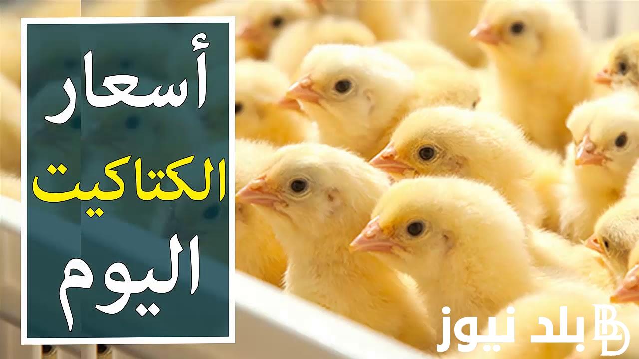 سعر الكتكوت الابيض اليوم الجمعة 20-9-2024 للمُستهلك بجميع الاسواق.. اسعار الفراخ اليوم