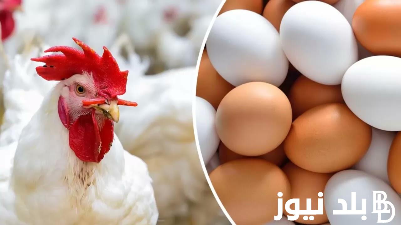 كرتونة البيض البلدي ب 167 جنيه .. استقرار بورصة الدواجن اليوم الفراخ البيضاء السبت 7 سبتمبر 2024