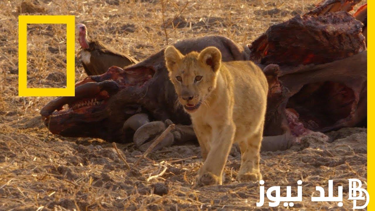 “ثبتها الان” تردد قناة ناشيونال جيوغرافيك على النايل سات والعرب سات وكيفية ضبط قناة ناشيونال جيوغرافيك على التلفاز