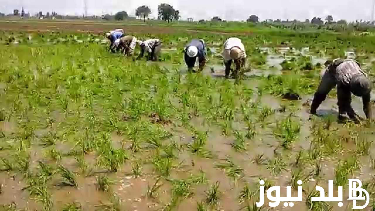 الموسم ابتدي .. سعر طن الأرز الشعير اليوم الاثنين 9 سبتمبر 2024 بعد الاستقرار داخل الاسواق والمحلات التجارية