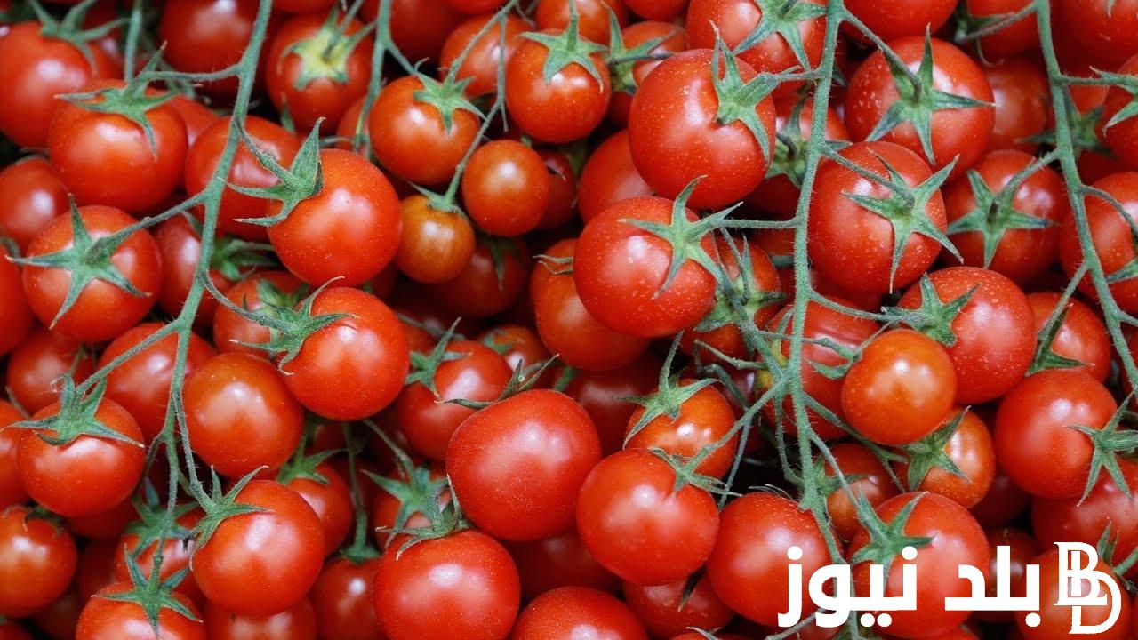 ارتفاع أسعار الطماطم اليوم الثلاثاء الموافق 2024/9/24 للمستهلكين في الاسواق