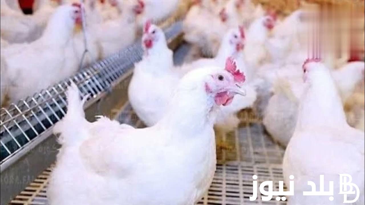 كيلو البانيه بكام ؟ بورصة الدواجن اليوم الفراخ البيضاء الاربعاء 4 سبتمبر 2024 داخل المحلات للمستهلك