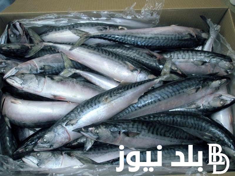 “مجمد وفريش” سعر سمك الماكريل اليوم 2024 الاثنين الموافق 2024/9/23 للمستهلك في الاسواق