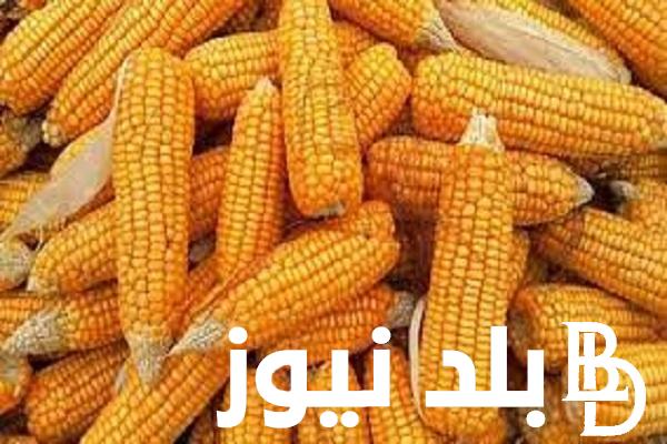 ” الشامي والعويجة” سعر طن الذرة الصفراء اليوم الاحد الموافق 1 سبتمبر 2024 للمستهلك في المحلات التجارية