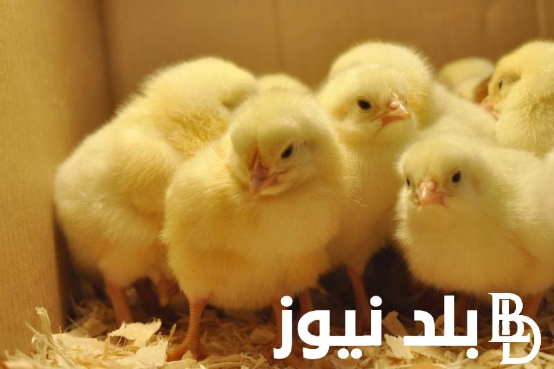 ” قطعان وهجين وروزي” اسعار الكتكوت الابيض اليوم الاربعاء الموافق 2024/9/25 للمستهلك في البورصة والشركات والمحال التجارية