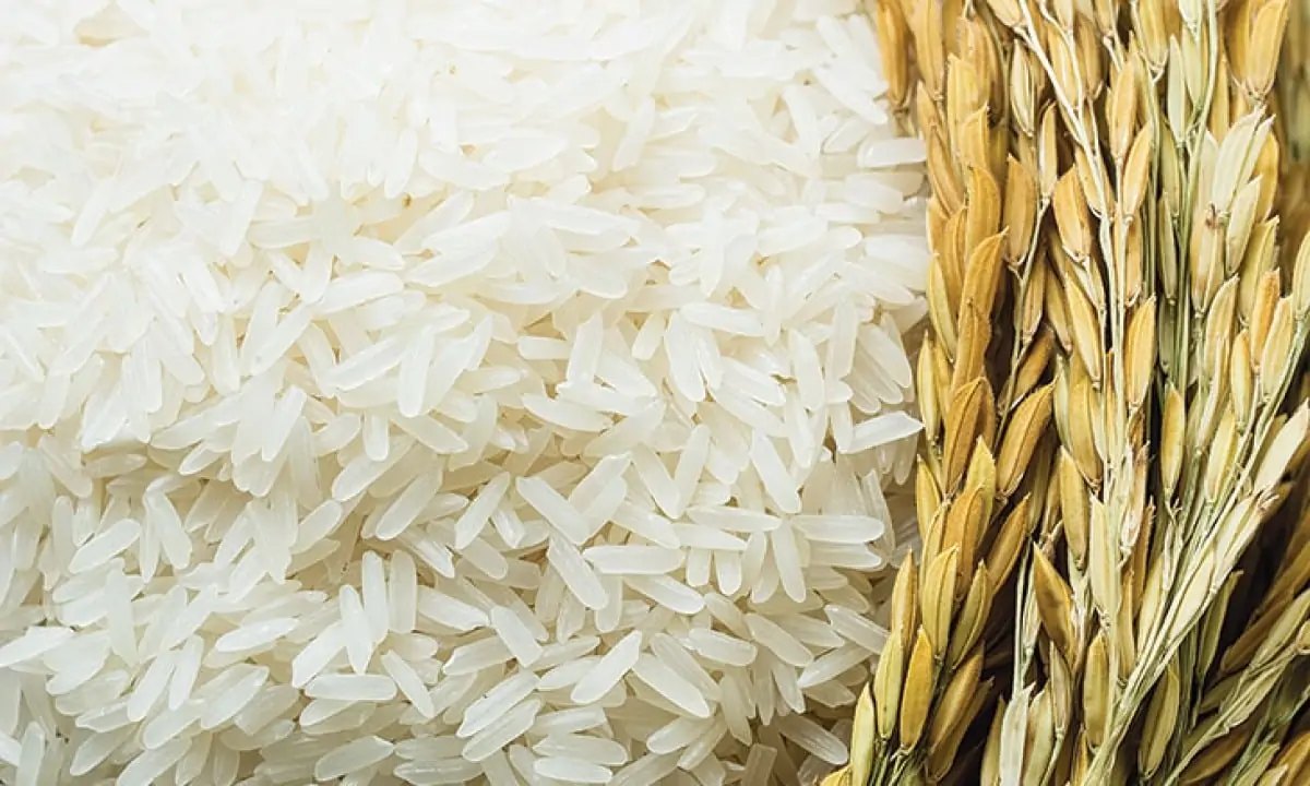 طن الارز بكام؟.. سعر طن الأرز الشعير اليوم الثلاثاء 3 سبتمبر 2024 للمستهلك في الاسواق المحلية واسعار السلع الاساسية