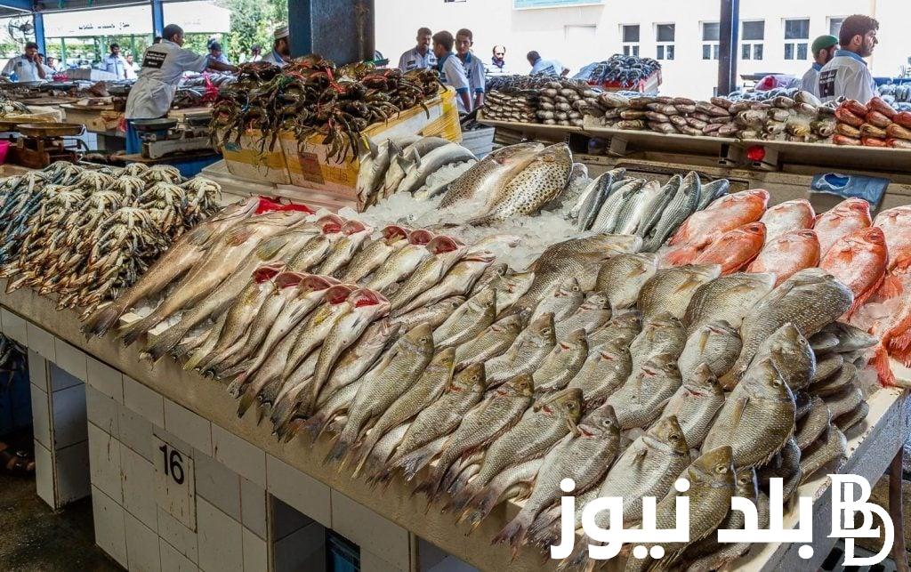 اسعار السمك اليوم للمستهلك الثلاثاء الموافق 1 أكتوبر 2024 فى الأسواق المحلية المصرية