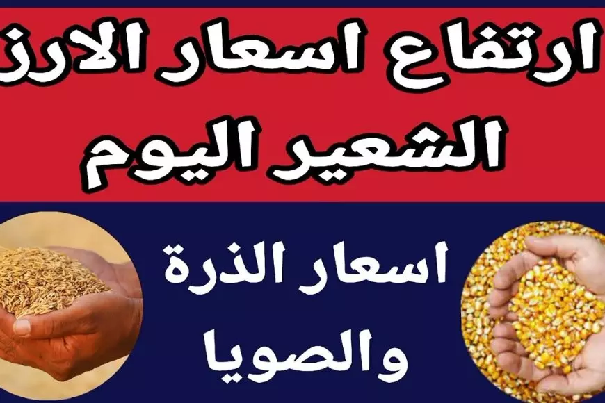 الطن بكام؟.. سعر طن الأرز الشعير اليوم الجمعة 24 يناير 2025 بالمضارب والاسواق