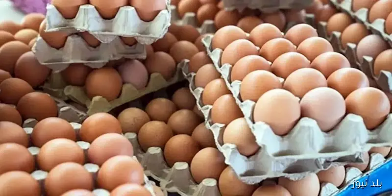 أخبار سارة: الزراعة تعلن عن انخفاض أسعار البيض بنسبة 30% واستقرار أسعار الألبان واللحوم