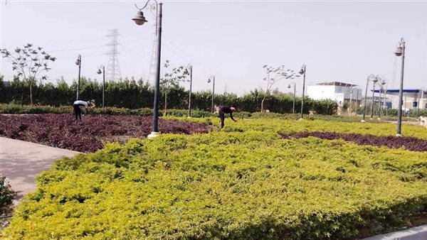 حدائق أكتوبر تزرع 1000 فدان مسطحات خضراء لتعزيز الرؤية البصرية